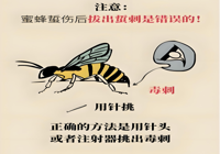 【健康科普】毒（dú）蜂蜇傷如何自救？關鍵急救步驟請牢記！